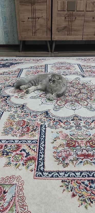 Pişiklər: Britan — 11