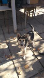 собака доберман цена: Немис овчаркасы, 6 айлык, Ургаачы, Ит тегин тастыктоочу документ