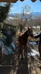 Другие животные: Кунан 1,5 жаш — 4