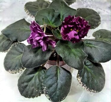 малина 1 литр цена: Продаю цветущие фиалочки 🌺🌿. Для заказа пишите или звоните на вотсап