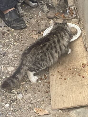 Отдам даром кошку: Кошка даром: Беспородная, 3 месяца, Мальчик, Метис, Проглистована — 4