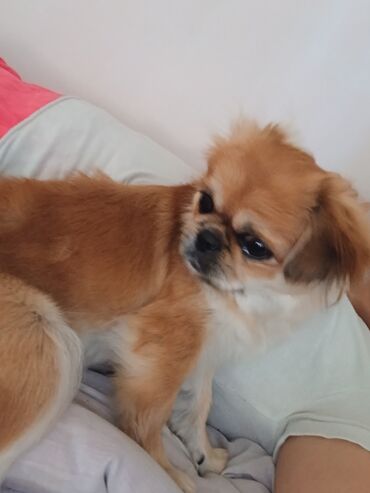 İtlər: Pekines, 9 ay, Dişi, Peyvəndli, Ünvandan götürmə