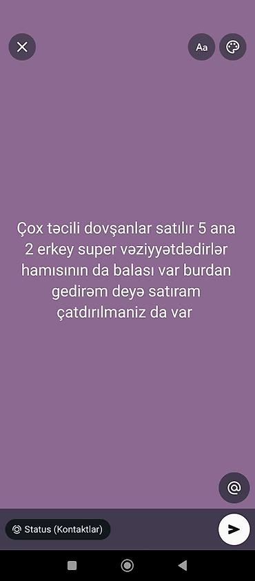 Dovşanlar satılır – təcili. - Say: 5 ana dovşan və 2 erkək dovşan -