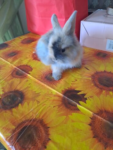 İtlər: Yumşaq tüklü dekorativ dovşan - Cins: dekorativ, uzun tüklü (lionhead