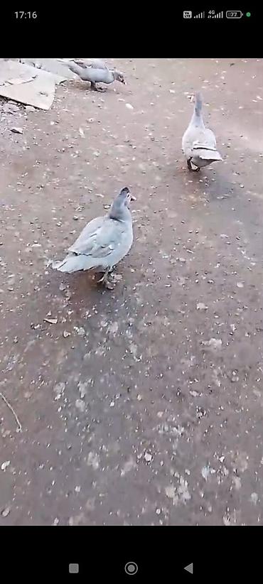 Ördəklər: Salam heyvanlar kom satilir 5feredi 1de erkey yumurtaya hazir -da lalafo.az — 15 Ördəklər: Salam heyvanlar kom satilir 5feredi 1de erkey yumurtaya hazir — 15