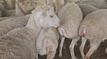 K/t heyvanları üçün mallar: Dişi, il: 2, Damazlıq, Ünvandan götürmə