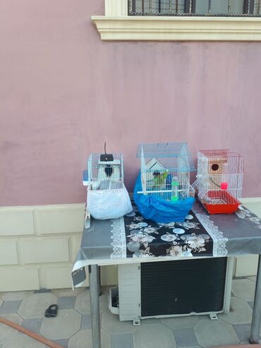 Heyvanlar: Spenqeller 5 balasi var yaşillar altında 4 balasi var altindada
