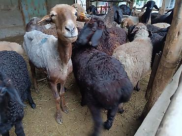 Баран, овца: Продаю | Баран (самец) | Эдильбаевская at lalafo.kg — 4 Баран, овца: Продаю | Баран (самец) | Эдильбаевская — 4