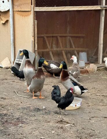 утки: Продам утки 🦆