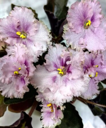 Фиалки и глоксинии: В продаже детки,пасынки сортовых мини и полумини фиалок 🌺🌿🌺 at lalafo.kg — 15 Фиалки и глоксинии: В продаже детки,пасынки сортовых мини и полумини фиалок 🌺🌿🌺 — 15