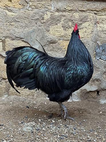 quban toyuqlari: Toyuq, Australorp, Damazlıq — 2