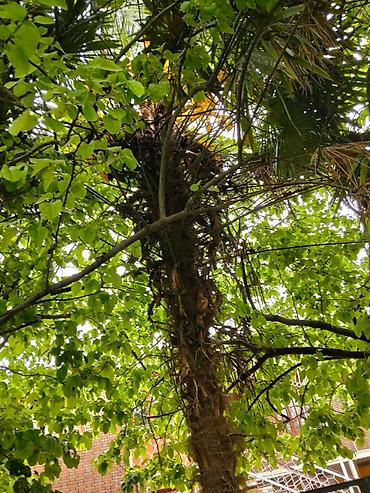xurma agaci: Satılır: dekorativ palma ağacı (Trachycarpus tipli) Xüsusiyyətlər: - — 5
