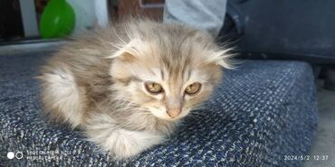 британская кошка рыжая: Отдаю кошку бесплатно 
веслоухая 
девочка