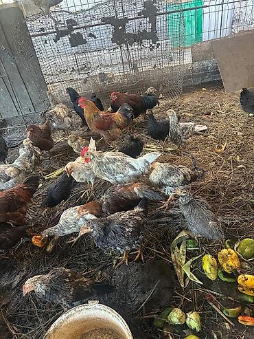 ордок чожо: Продаю | Куры | Домашняя | Для разведения — 8