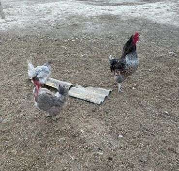 гнездовой домик для волнистых попугаев: Семейка Амераукана петух и две курицы одна несется цветные зеленые at lalafo.kg гнездовой домик для волнистых попугаев: Семейка Амераукана петух и две курицы одна несется цветные зеленые