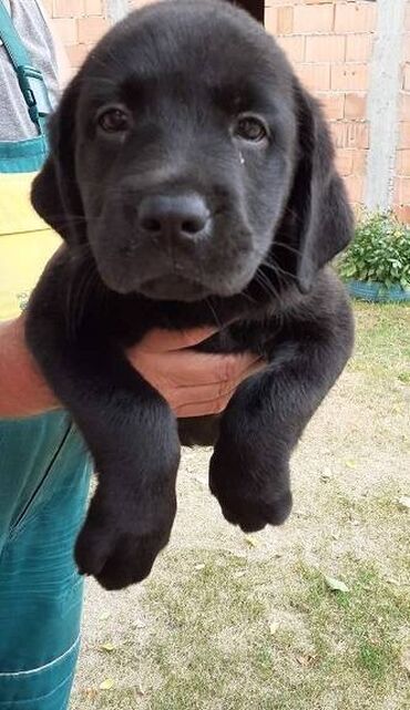 Psi: Labrador štenci na prodaju u žutoj i crnoj boji, oba pola u ponudi na lalafo.rs — 6 Psi: Labrador štenci na prodaju u žutoj i crnoj boji, oba pola u ponudi — 6