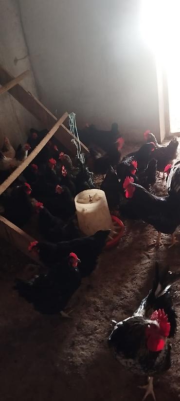 avstrolop yumurtasi: Toyuq, Australorp, Yumurtalıq, Ünvandan götürmə — 3