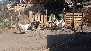 машинки для стрижки животных: Продаю | Коза (самка), Козёл (самец), Козлёнок | Полукровка, Зааненская | На забой, Для разведения, Для молока | Племенные, Осеменитель — 10