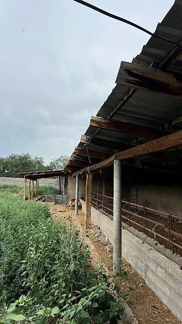 farm: Бишкектин тегерегиндеги айылдардан өзүбүзгө жер там сарайы менен — 1