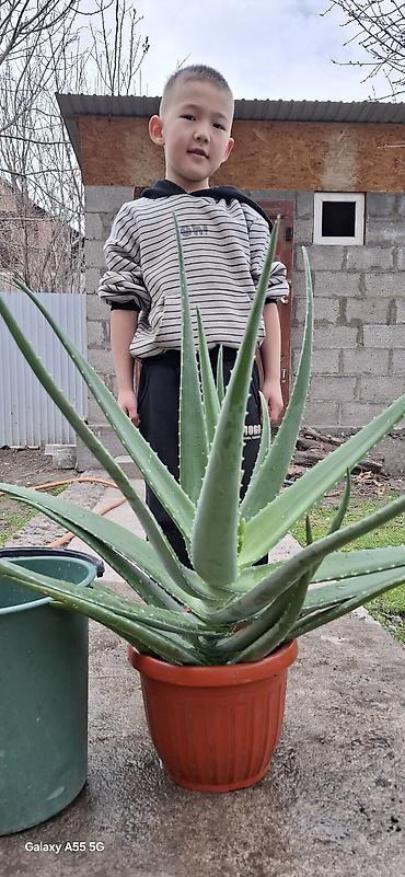 Алоэ: Алое вера 8 летнее сейчас уже отцвел. и срезал ствол — 10