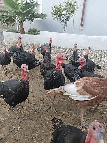 afcarka it adlari: Dişinin kilosu-19m
erkeyin kilosu-17m — 2