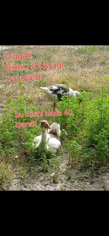 Inəklər, öküzlər: Dişi, Damazlıq, Ünvandan götürmə