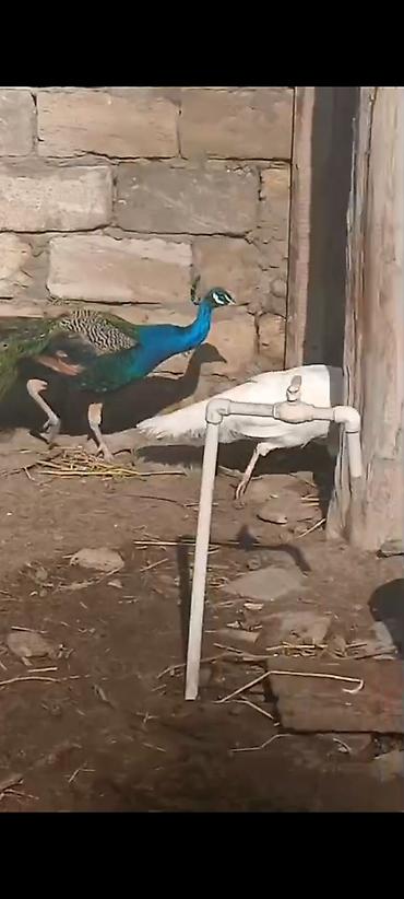 Tovuz quşları: Salam,super saqlam Tavusquşular satilir erkeyde var dişide aylari 7,8 — 3