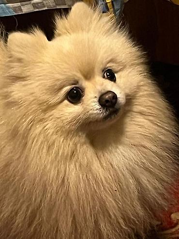 İtlər: Şpitz, 1 il, Erkek — 1