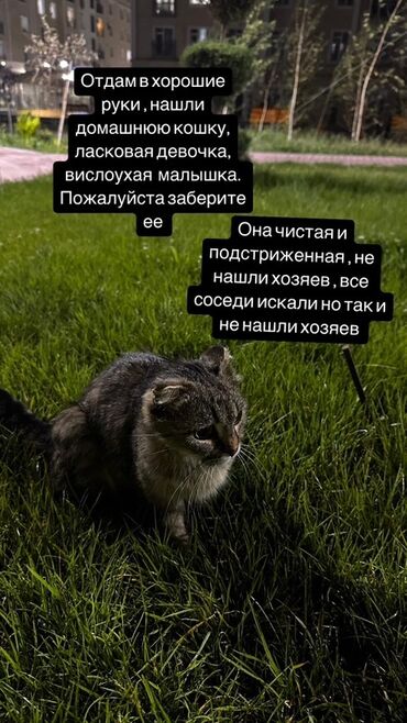 продажа щенков немецкой овчарки с документами в бишкеке: Кошка даром: Беспородная, Девочка