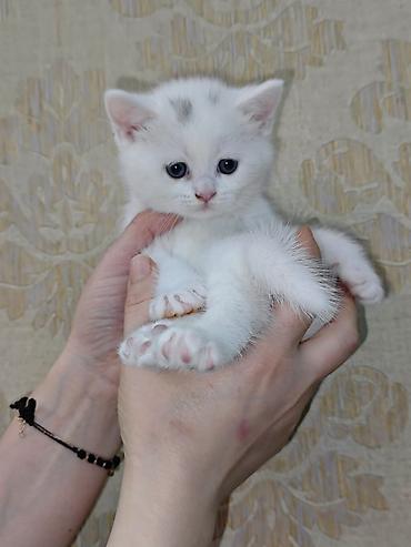 Pişiklər: Erkək, Dişi — 7