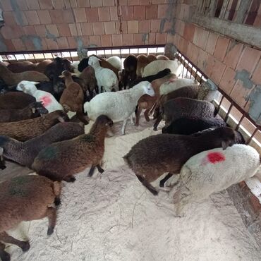 Quzu: Superin superi quzularımiz gəlib kom 235 den deyirik danışmaq olar — 3