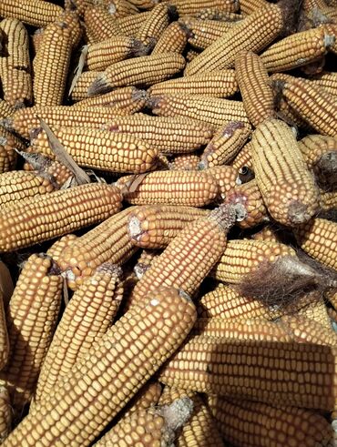 продаю кукуруз: Кукуруза Оптом, Самовывоз