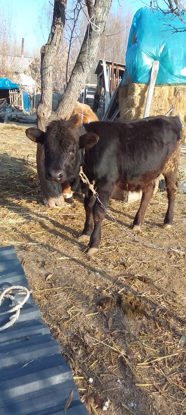 Коровы, быки: Продаю | Тёлка, Музоо, торпок | Абердин-ангус | На откорм | Искусственник — 6