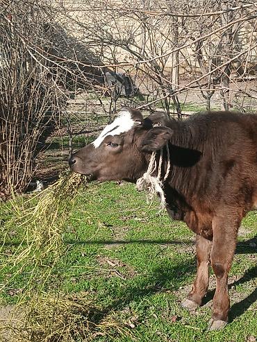 Dana, buzov: Diși göbəkli 7ayLlq disi danadlr. dananln anaslvə anaslnln anaslda — 10