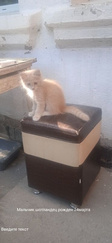 Отдам даром кошку: Кошка даром: Скотиш Страйт (Шотландская прямоухая), 2 месяца, Мальчик, Приучена к лотку at lalafo.kg Отдам даром кошку: Кошка даром: Скотиш Страйт (Шотландская прямоухая), 2 месяца, Мальчик, Приучена к лотку