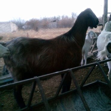 Козы, козлы: Продаю | Коза (самка) | Для разведения | Племенные — 2