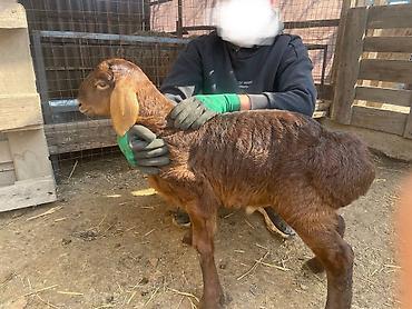 Баран, овца: Продаю | Овца (самка), Ягненок | Для разведения | Матка — 11