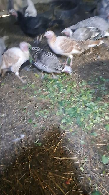 Hinduşkalar: Erkək, Damazlıq — 3