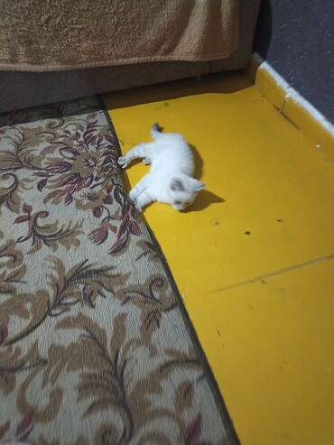 Продажа кошек: Котята . отдам в хорошие руки. - На фото — помет из трёх котят: два — 10