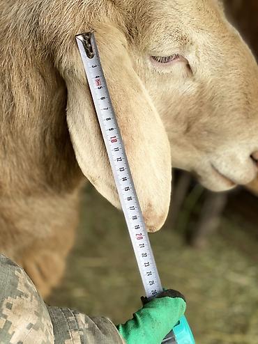 Баран, овца: Продаю | Баран (самец) | Для разведения | Племенные — 8