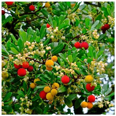 dekor ağac: Çiyelek agacı hemişe yaşıldı gözel dadlı meyvesi olur bizim iqlimə tam