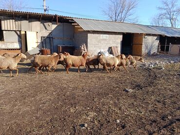 Бараны, овцы: Продаю | Овца (самка) | Для разведения | Матка — 5