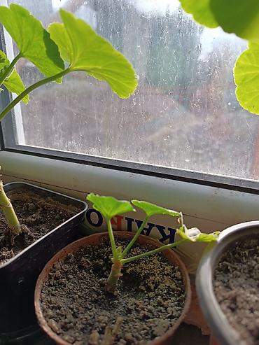 Диффенбахии: Диффенбахия и денежное дерево (толстянка) в горшках Что предлагается — 28