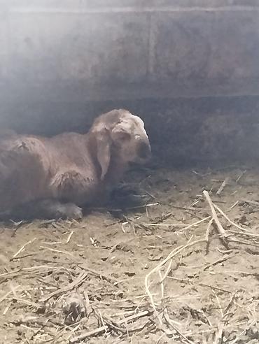 Баран, овца: Продаю | Баран (самец) | Арашан | Для разведения | Племенные — 19