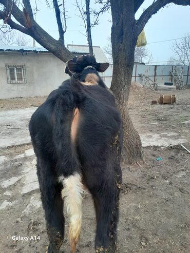 Коровы, быки: Продаю | Бык (самец) | На откорм | Привязанные — 7