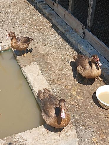 ördək adları: Muscovy ördəkləri (indoşka) – qarışıq yaş qrupları olan sürü - Rəng — 4
