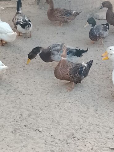 Ördəklər: Satılır: ördək sürüsü - Növlər və rənglər: ağ, qara, boz, qəhvəyi və — 13
