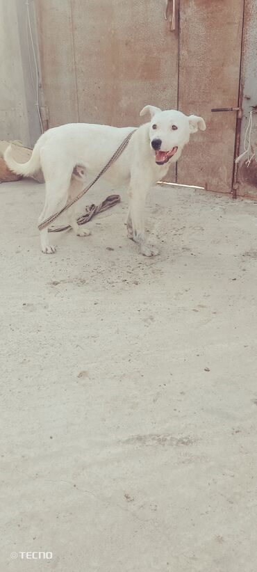 İtlər: Pitbul, 7 ay, Erkek, Peyvəndli, Ünvandan götürmə
