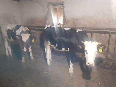 Mal-qara: Dişi, il: 2, Damazlıq, Südlük, Ünvandan götürmə, Pulsuz çatdırılma, Ödənişli çatdırılma — 1