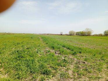 Torpaq sahələrinin satışı: 187 sot, Kənd təsərrüfatı, Barter mümkündür, Texniki pasport -da lalafo.az — 4 Torpaq sahələrinin satışı: 187 sot, Kənd təsərrüfatı, Barter mümkündür, Texniki pasport — 4